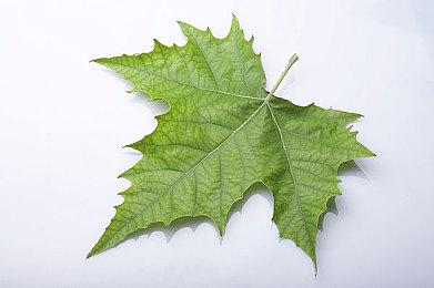 Steam新一周销量榜 《破晓传说》登顶